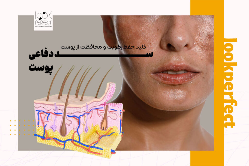 سد دفاعی پوست